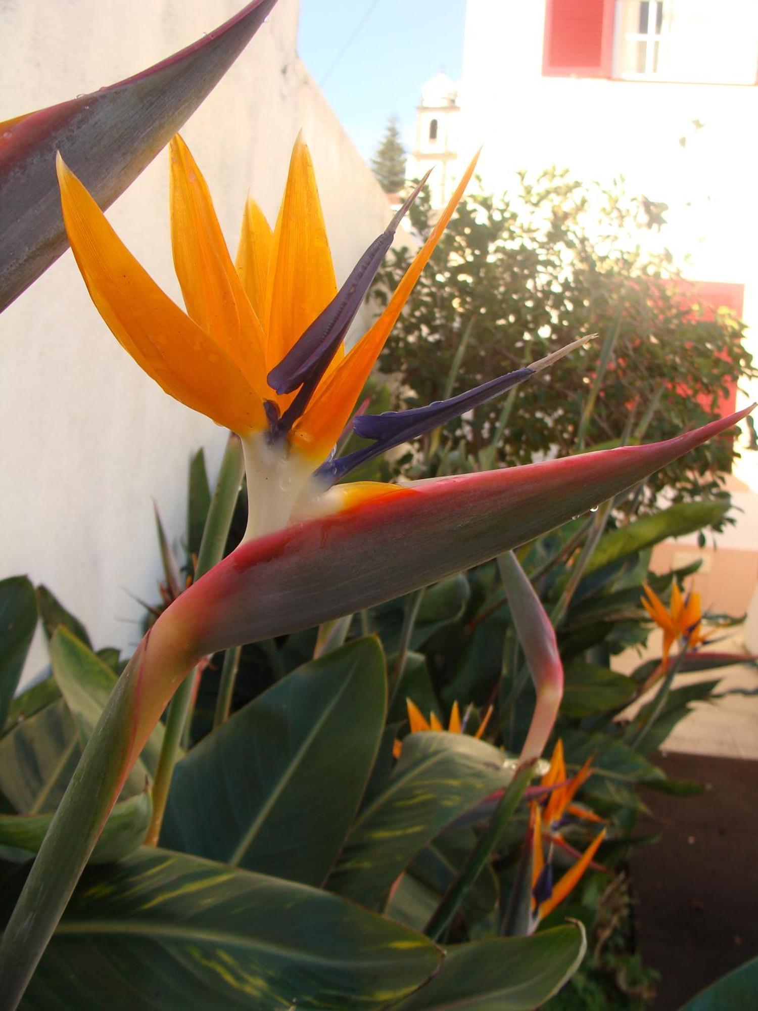 Apartamentos Sao Joao Horta  Luaran gambar